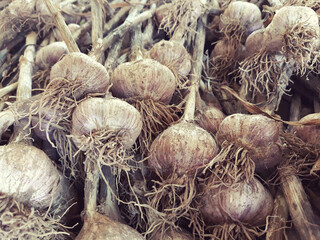Garlic harvest, growing vegetable, agriculture background