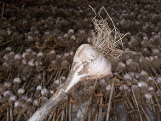 Close-up of garlic harvested on the farm.