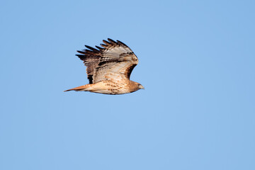 Red-tailed hawk gliding,  Bosque del Apache, New Mexico, USA,