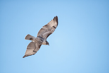 Obraz premium Red-tailed hawk gliding, Bosque del Apache, New Mexico, USA,