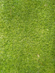 Fototapeta premium Artificial grass. natural background texture. fresh spring green grass.