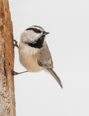 Obraz premium A mountain chickadee pauses on an old tree near Cheyenne, Wyoming