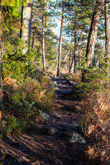 Fototapeta na wymiar Scandinavian forest in autumn