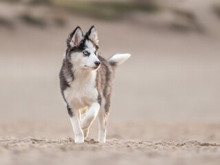 Handsom Yakutian Laika dog pup, odd eyed and black masked. Walking in the sand, facing front, looking to the side.