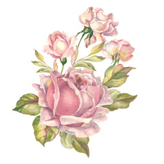 watercolor roses with buds