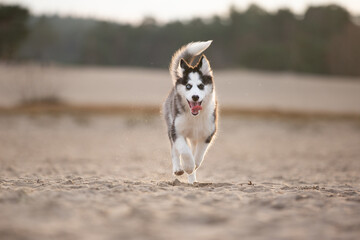 Handsom Yakutian Laika dog pup, odd eyed and black masked. Walking in the sand, facing front.