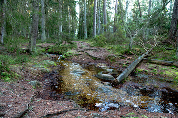 Fototapeta premium Trail in the forest. Stump in the forest