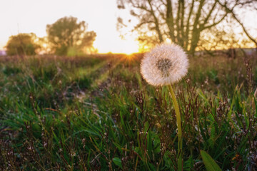 A dandelion in the evening red light of the evening sun, close-up