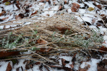A dried bush of perennial flax (Linum perenne) with green twigs in a crust of ice.