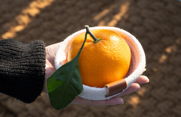 A small, sweet orange tangerine from Jeju Island.