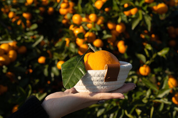 A small, sweet orange tangerine from Jeju Island.