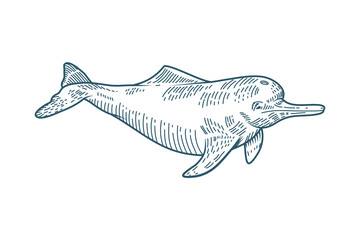 dolphin realistic character drawn style icon