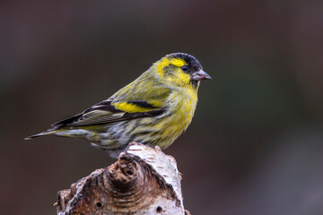 Zeisig (Carduelis spinus) Männchen