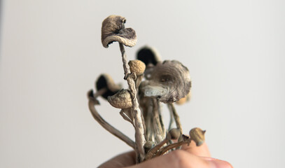 psychedelic mushrooms on a white background. Medical research of psilocybin mushrooms