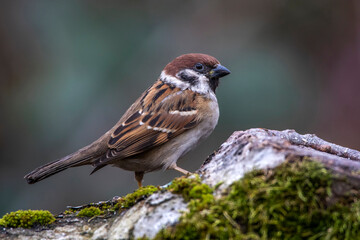 Feldsperling (Passer montanus)