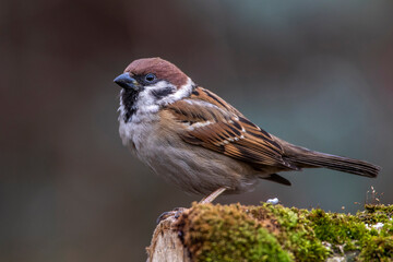Feldsperling (Passer montanus)