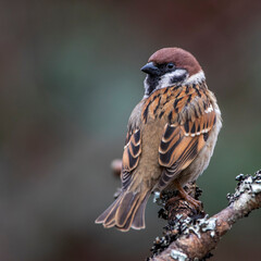 Feldsperling (Passer montanus)