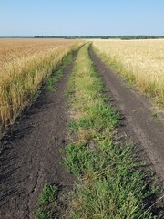 Dirt road in a wheat field