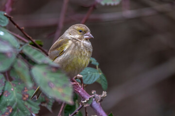 Grünfink (Carduelis chloris) Weibchen