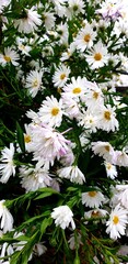 Obraz premium Many white small alpine asters bloom on a bush.