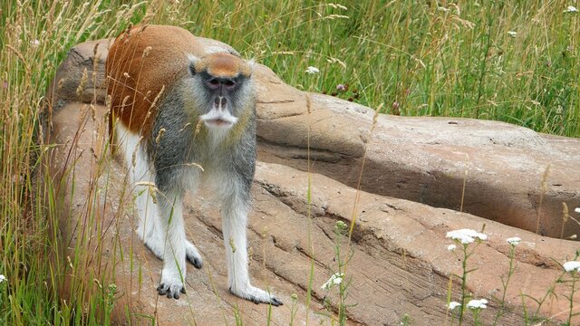  Erythrocebus patas stands on a stone.