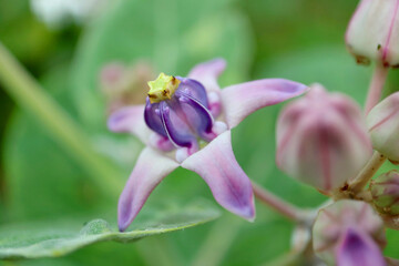 Closeup of a Pastel Purple Blooming Crown Flower or Giant Milkweed