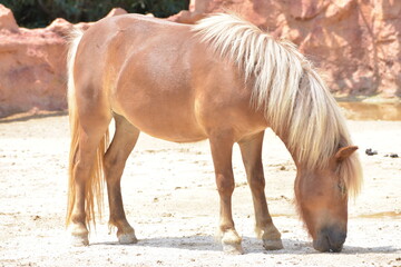 My little pony
