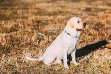 Beautiful White Labrador Lab Dog Staying Outdoor In Park