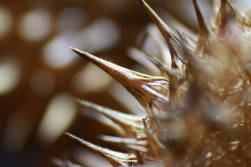 Closeup shot of a spiked plant