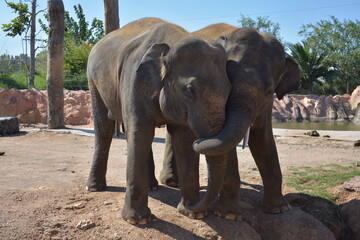 Fototapeta na wymiar Couple of elephants in the zoo