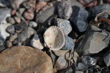 Seashell and stones