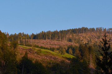 Holzeinschlag nach Borkenkäferbefall