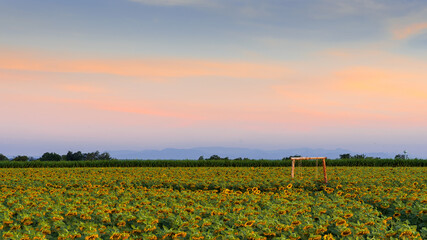 Beautiful yellow sunflower in the field against the blue sky with white clouds