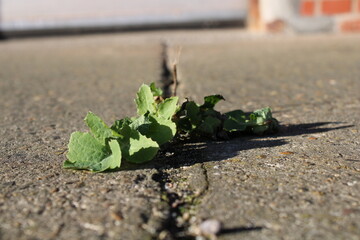 plant growing in the ground