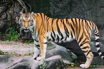 Fototapeta na wymiar The tiger looked at me.