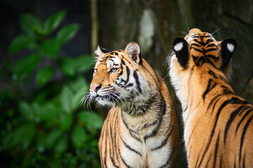Two tiger stands to look at something with interest.