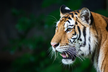 Photos of tiger naturally.