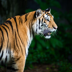 The tiger is looking for food in the forest.