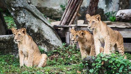 Three Lion cubs stand looking at interesting things.