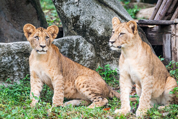 Obraz na płótnie Canvas Two Lion cubs stand looking at interesting things.