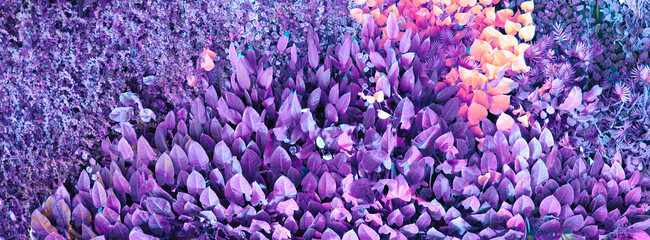 Obraz premium Wall with tropical plants. Climbing plants. Nature background. Violet color.