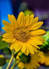 beautiful sunflower with blur in the background