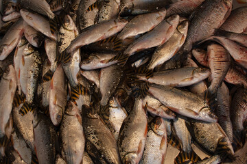 Dead fresh fish in the market