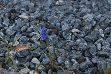 stones on the ground
