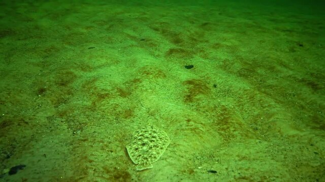 Fish of the Black Sea. Flat fish Sand sole (Pegusa lascaris), similar to sand, slowly floats and lies at the bottom