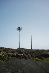 Palm in Lanzarote Vulcano