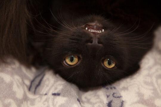 Black fluffy funny cat meme upside down. Bared evil mouth muzzle. Lies on the bed at home.