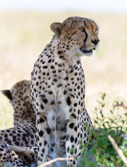 Naklejka na ściany i meble Image of the famous cheetah's the musketeers in Masai Mara
