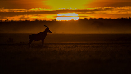 African animals at sunrise