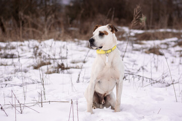 Beautiful american pitbull terrier with ecollar, dog winter portrait